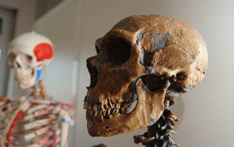Cráneo de 'Homo neanderthalensis', en el CSIC
