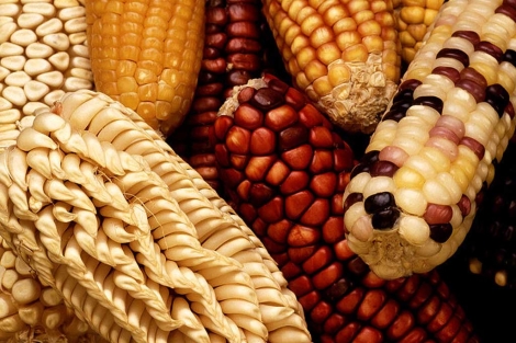 Variedades tradicionales de maíz en riesgo de desaparecer. | USDA / Keith Weller