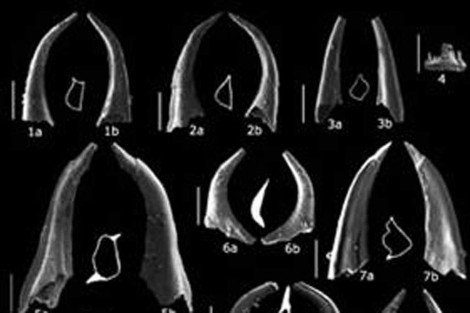 Fósiles de conodontos del Ordovícico.|Rodríguez-Cañero