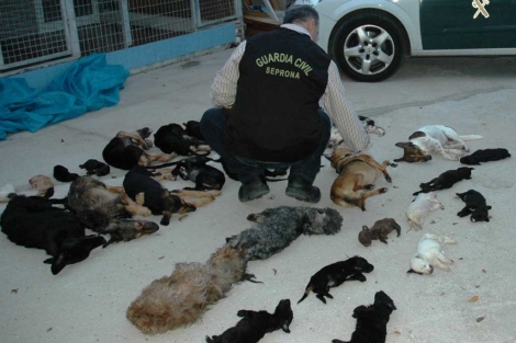 Un agente del Seprona junto a cadáveres de perros. | ELMUNDO.es