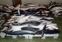Tiburones muertos.| Fundación Cram