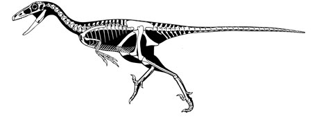 Esquema del esqueleto del nuevo dinosaurio hallado. | Scott Hartman.