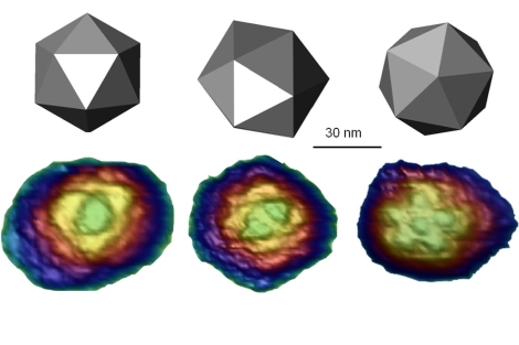 Imágenes in vitro del virus diminuto del ratón, mostrando las tres simetrías icosahédricas.