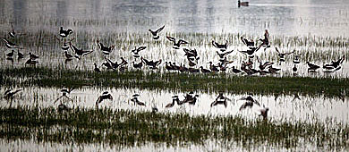 Un grupo de agujas colinegras, en las marismas de Doñana. | J. B.