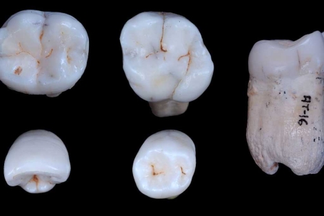 Algunos de los dientes de la Sima de los Huesos analizados. | CENIEH