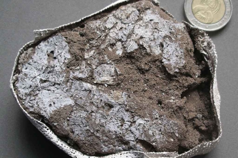 Fragmento del colchón vegetal fosilizado de la Media Edad de Piedra. | 'Science'