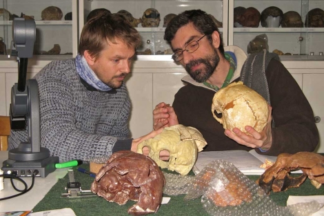 Markus Bastir y Antonio Rosas, del CSIC, con los cráneos del estudio. | CSIC