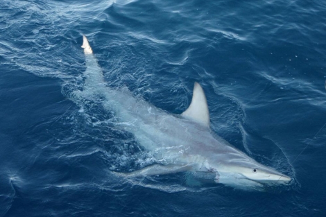 Los tiburones híbridos hallados pueden reproducirse. | AFP