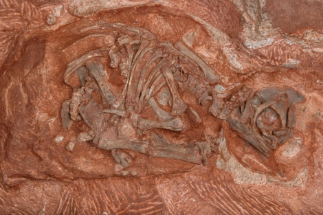 Embrión de dinosaurio hallado en uno de los nidos.| D. Scott