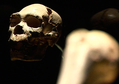 Cráneo de 'Miguelón', encontrado en Atapuerca.