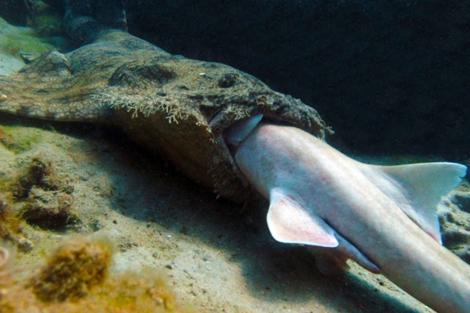 Un tiburón alfombra devora a un tiburón bambú en un arrefice de Australia. | T. Mannering