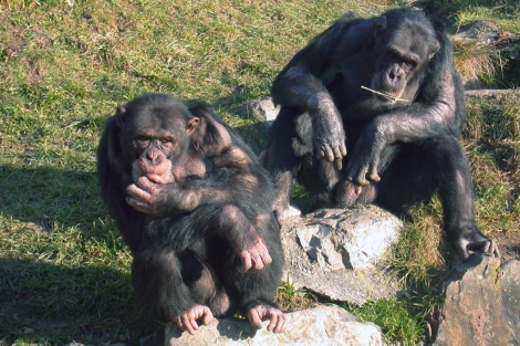Dos chimpancés utilizados en el estudio. | Claudia Rudolf von Rohr.