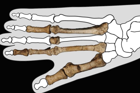 Los fósiles del pie de hace 3,4 millones de años, en la plantilla de un pie.| Nature