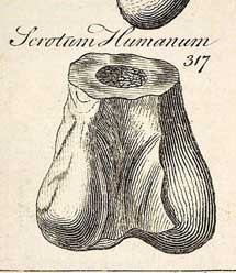 Dibujo de Richard (1763) del que probablemente fue el primer hueso conocido de dinosaurio, bautizado como 'Scrotum humanum'