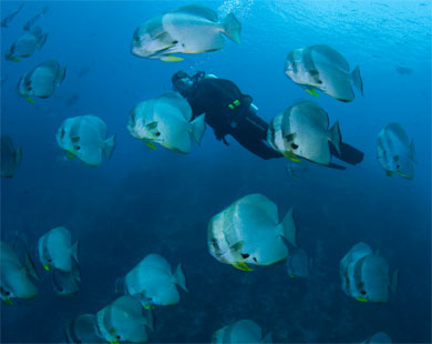 Un buzo con peces pala. | Mark Erdman / Conservation International