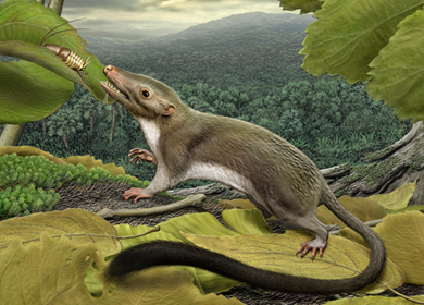 Recreación artística del mamífero primigenio. | Carl Buell