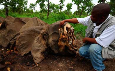 Cadáver de un elefante al que le han extraído los colmillos en Camerún. | WWF