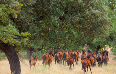 Una manada de caballos de las Retuertas.| Juan Carlos Muñoz
