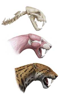 Fósil del cráneo y recreación del aspecto de un tigre con dientes de sable.| CSIC