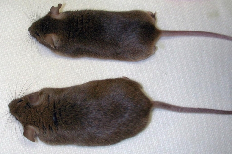 Un ratón normal y otro 'delgado' gracias a su doble copia de Pten.| A. Ortega