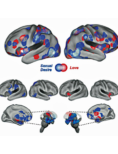 Imagen de las zonas del cerebro activas por el amor y por el deseo. | JSM