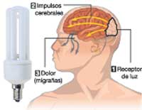 ASÍ NOS AFECTARÍA. 1) La luz de la bombilla llega a los receptores lumínicos del cerebro. 2) Si es mucha la intensidad, las neuronas envían impulsos a varias zonas. 3) La presión sanguínea aumenta e irradia dolor a la parte lateral y frontal de la cabeza. ASÍ NOS AFECTARÍA. 1) La luz de la bombilla llega a los receptores lumínicos del cerebro. 2) Si es mucha la intensidad, las neuronas envían impulsos a varias zonas. 3) La presión sanguínea aumenta e irradia dolor a la parte lateral y frontal de la cabeza.